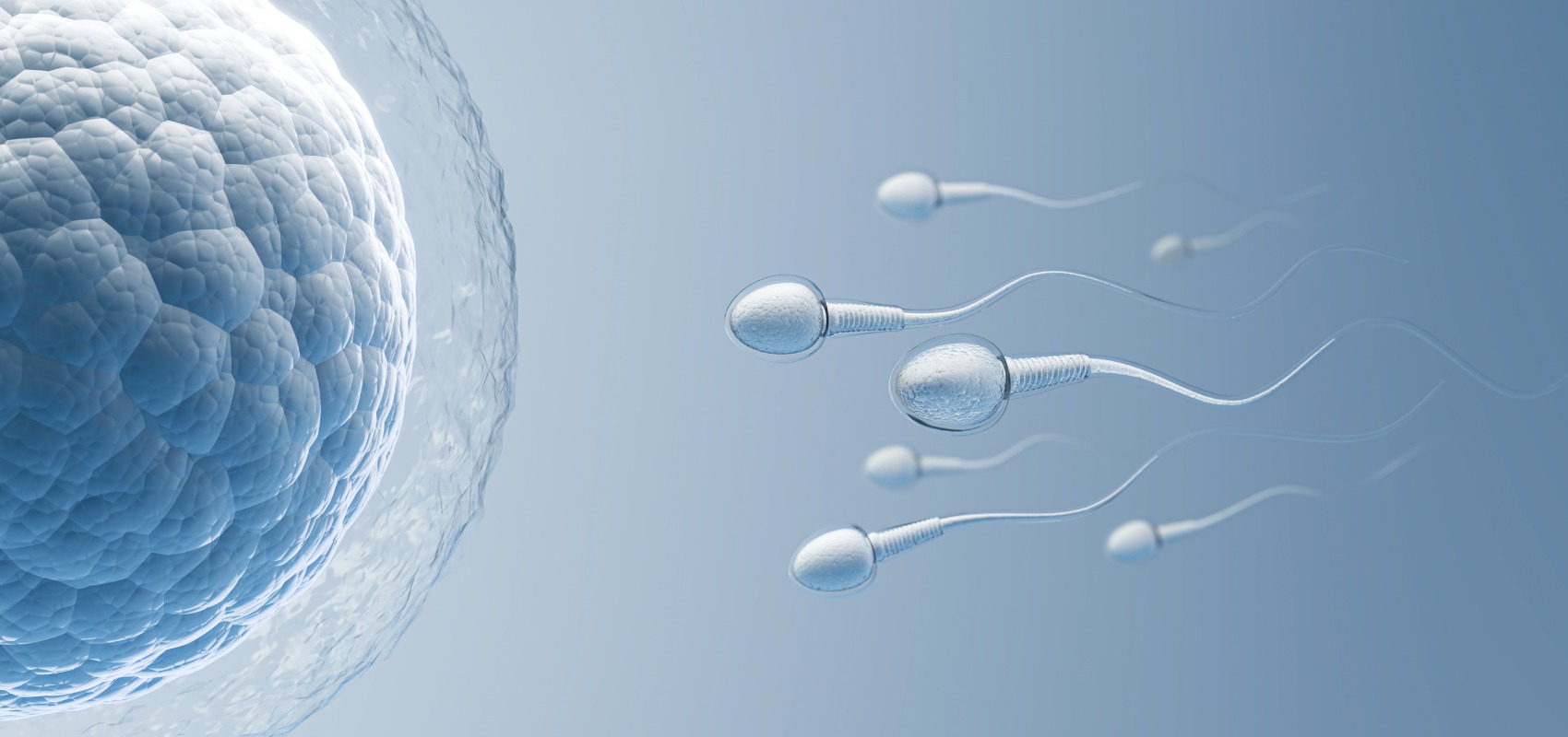 multiple sperm cells swimming